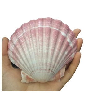 Natural pink and white queen scallop shell held in hand for home decor display
