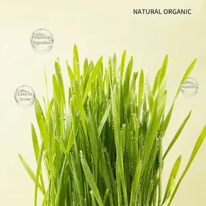 Hydroponic cat grass growing box for digestion with fresh organic wheatgrass sprouts