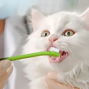 Cat toothbrush with small brush head for pet dental cleaning on a white cat