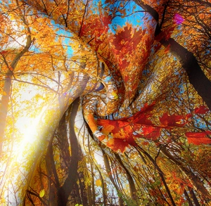 Macro shot of forest landscape tapestry showing autumn leaves and soft fabric texture