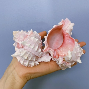 Natural pink Chicoreus ramosus seashell for aquarium decor and home collectibles