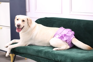 Purple ruffled dog hygiene pants for large breeds shown on a dog resting on a green sofa