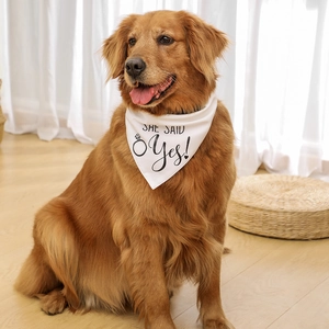 Golden Retriever wearing a white wedding bandana with She Said Yes print in a cozy home