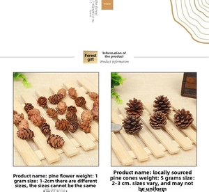 Detail view of natural pine cones and pine flowers with size and weight comparison details