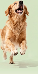 Golden Retriever jumping and playing with the dog soccer ball training toy