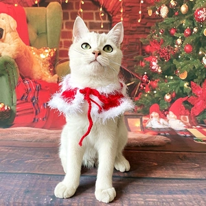 Close-up of a white cat wearing a festive red and white knitted Christmas pet cape