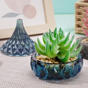 Blue diamond-patterned glass storage jar with lid used as a succulent planter pot