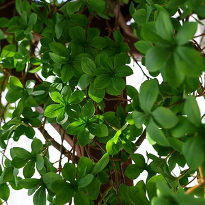 Artificial Japanese bell tree green leaves for indoor home decor and wall coverage