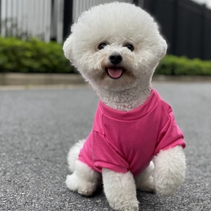 Outdoor shot of a white Bichon dog wearing a vibrant rose pink round neck pet t-shirt