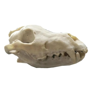 Side view detail of a Viking skull resin beer mug featuring realistic bone texture