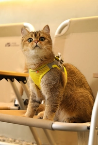 Detailansicht des reflektierenden neongelben Netzgeschirrs an einer goldenen Katze