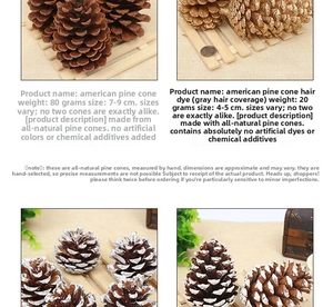 Macro shot of natural pine cones for decor in original and white-tipped styles