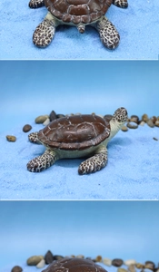 Macro detail of resin sea turtle shell texture and realistic ocean garden ornament