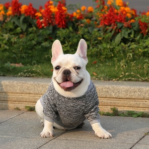 French Bulldog wearing a warm gray knit pet sweater in a colorful outdoor autumn garden