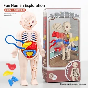 DIY human organ model for kids with detachable parts and tweezers for STEAM education