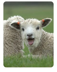 Close-up of a cute white curly-haired lamb showing the soft wool texture for cashmere scarves