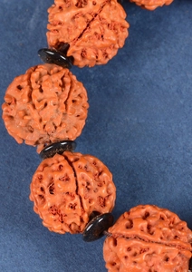 Macro shot of 5-mukhi Rudraksha beads with detailed flesh texture and black spacers