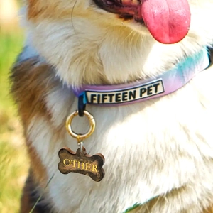 Detailopname van een paarse halsband met een botvormige penning bij een hond buiten