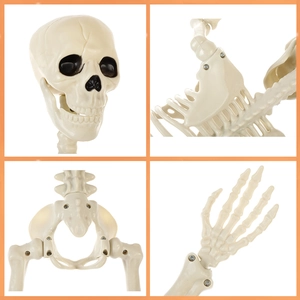 Detailed views of poseable joints and anatomical structure of plastic skeleton prop