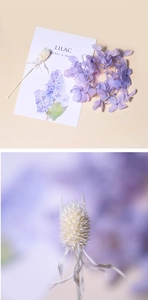 Detail shot of white eryngium and purple hydrangea petals for DIY floral crafts