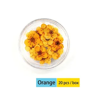 Macro shot of 20 pieces of dried orange plum blossoms in a round storage case