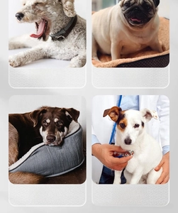 Infographic showing pet feeding risks like choking, obesity, and poor digestion issues