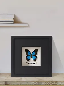 Close-up of deep hollow black display frame with real blue butterfly specimen inside