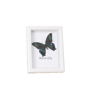 European vintage square hollow butterfly specimen shadow box frame in white wood