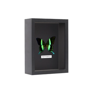 5cm deep wood shadow box frame with glass and green swallowtail butterfly specimen