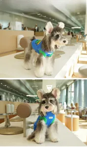 Detail of blue pet knit vest with yellow pineapple pattern on a Schnauzer dog