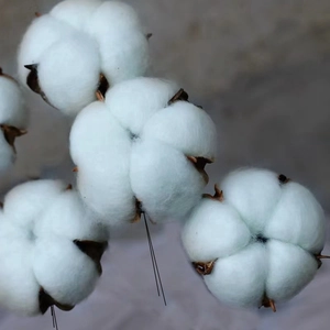 Detailopname van zachte natuurlijke gedroogde katoenkoppen met draadstelen voor bloemen.