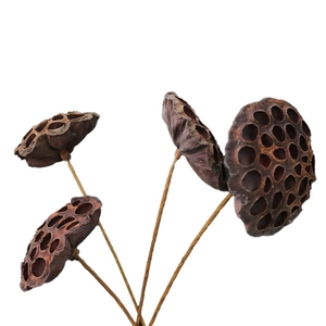 Natural dried lotus pods with long stems for minimalist home decor and floral arrangements