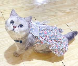 Detail of floral pet dress with a white lace bow and vibrant mesh patterns on wood floor