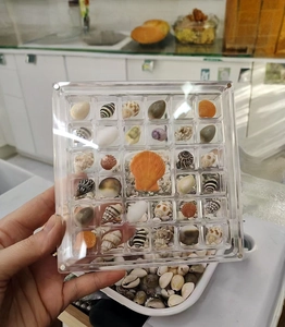 Close-up of clear acrylic display box filled with various colorful small seashells