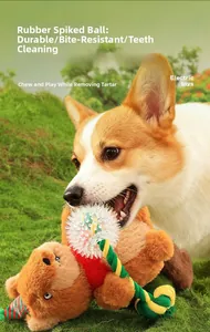 Outdoor action shot of a Corgi playing with a plush bear rope toy with a rubber ball