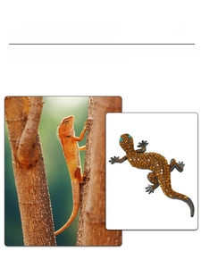 Macro shot of lizard brooch with orange and white crystals and green gem eyes detail