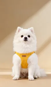 Detail view of yellow suede dog harness with metal buckle on a white Pomeranian dog