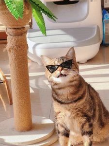 Close-up of a cat wearing stylish black triangular sunglasses as a creative pet accessory