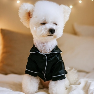 Detail of luxury black silk pet pajamas with white piping for small dogs in bedroom