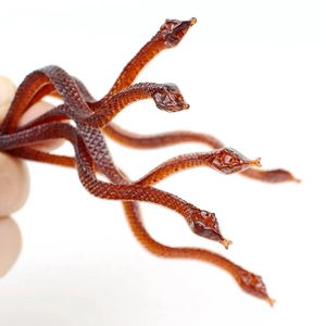 Close-up of translucent brown resin multi-headed hydra toy with detailed scale texture