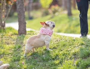 French Bulldog wearing a pink flamingo print cooling collar on a green lawn outdoors