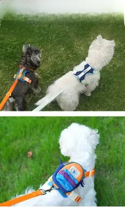Detail of breathable dog harness with contrast mini backpack on a grass background