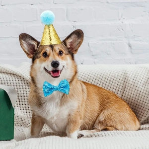 Detailed view of a corgi dog wearing a golden glitter hat and blue sequin bow tie set