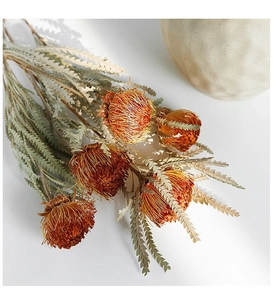 Vue détaillée de fleurs séchées Banksia orange-brun avec feuilles dentelées sur blanc