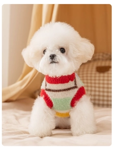 Close-up of a Bichon dog wearing a striped knit sweater in a cozy indoor setting