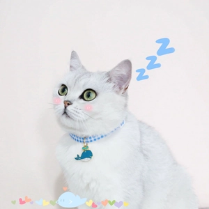 Close-up of a white cat wearing a blue plaid collar with a blue whale charm pendant
