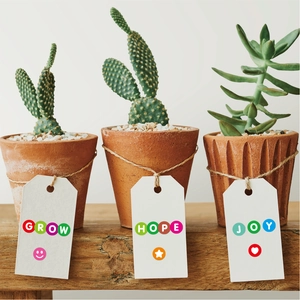 Three assorted succulents in terracotta pots with GROW HOPE JOY tags on wood surface