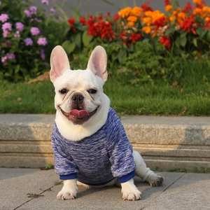 French Bulldog wearing a blue knitted pet sweater in an outdoor park setting
