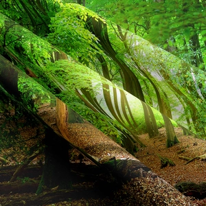 Close-up of high-quality forest print fabric showing detailed texture and green trees