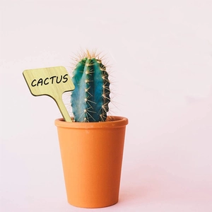 Minimalist wooden plant label with Cactus engraving in a terracotta succulent pot